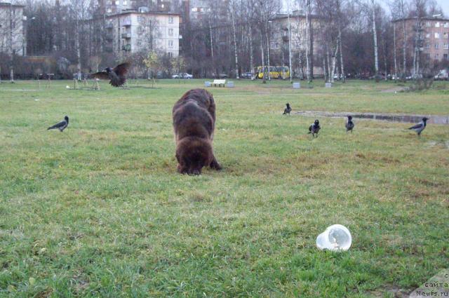 Фотография № 20225