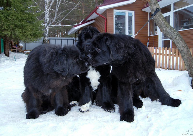 Фотография № 202251