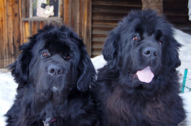 Фотография № 202259