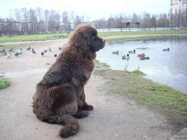 Фото: ньюфаундленд Do Sing With Deejay de L'Etoile de Cyrice