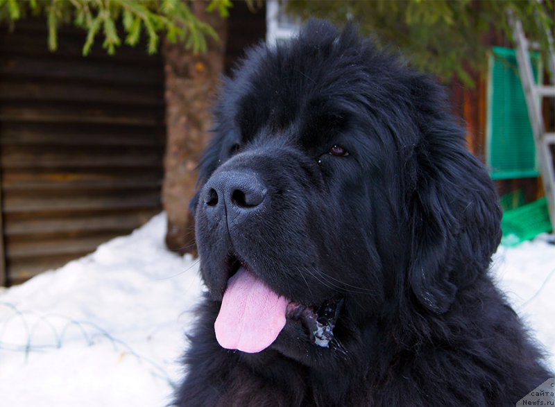 Фотография № 202262