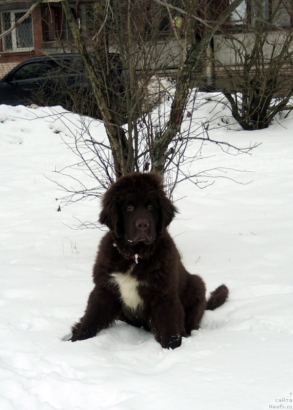 Фото: ньюфаундленд Фанньюф Арктика (Funnewf Arktika)