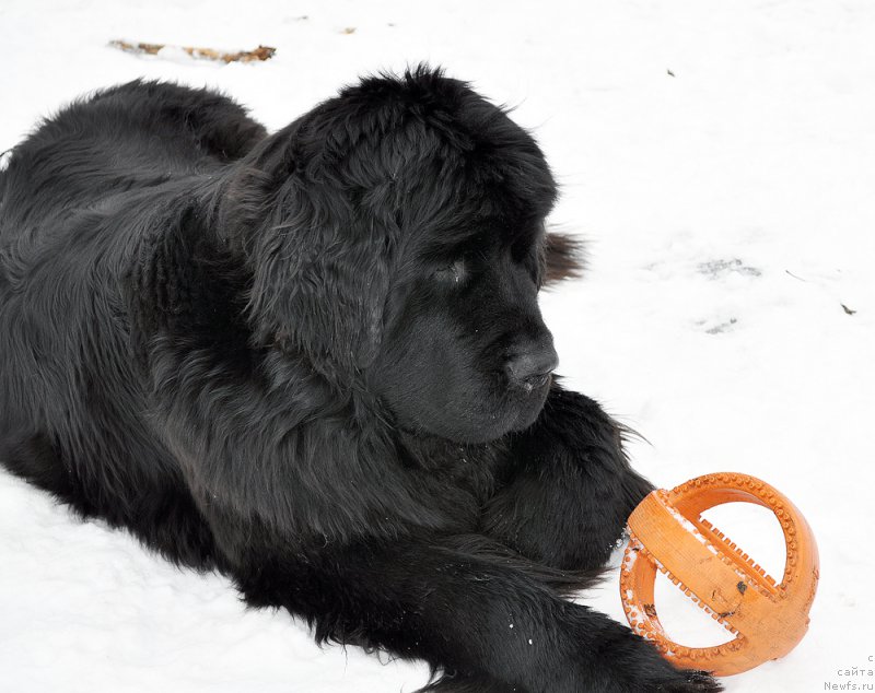 Фотография № 202274