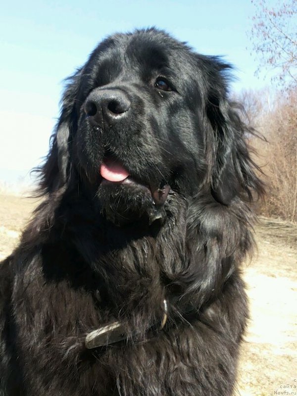 Фото: ньюфаундленд Дакота