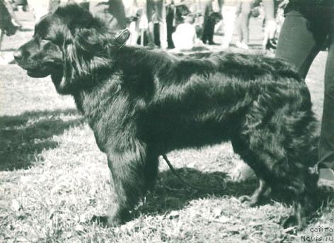 Фото: ньюфаундленд Сейкун Жаклин