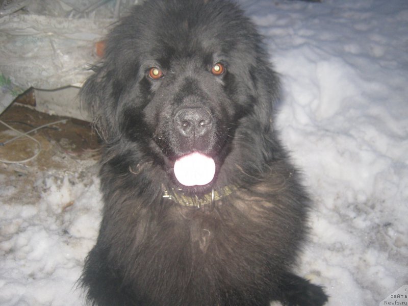 Фото: ньюфаундленд Арабеска в Черном от Марлеон Дусвик