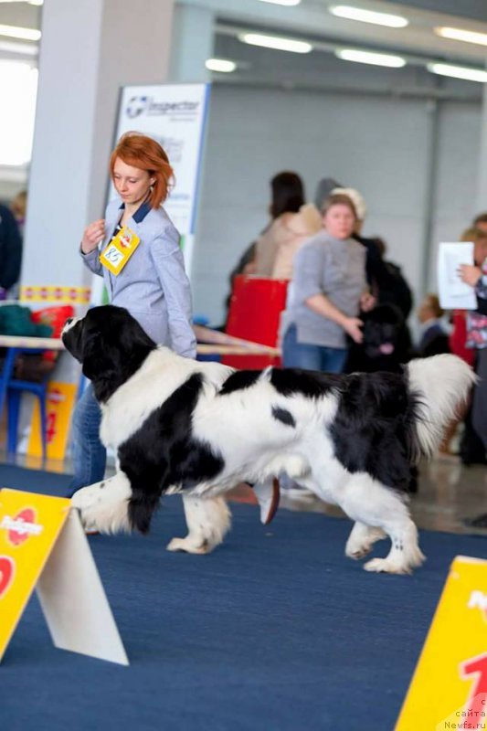 Фото: ньюфаундленд Маг Исполин Оби-Ван Кеноби