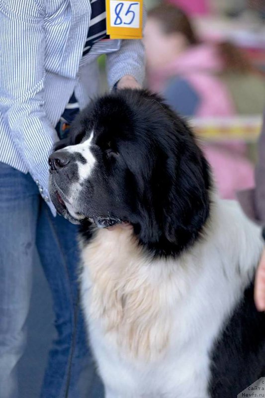 Фото: ньюфаундленд Маг Исполин Оби-Ван Кеноби