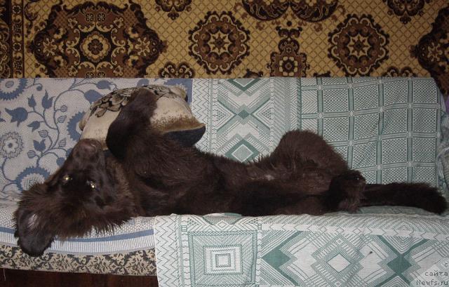 Фотография № 20231