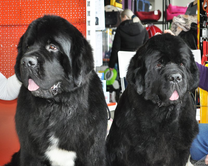 Фотография № 202314