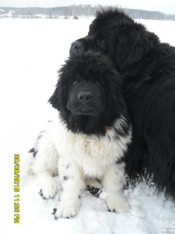 Фото: ньюфаундленд Терра Виктория Авангард