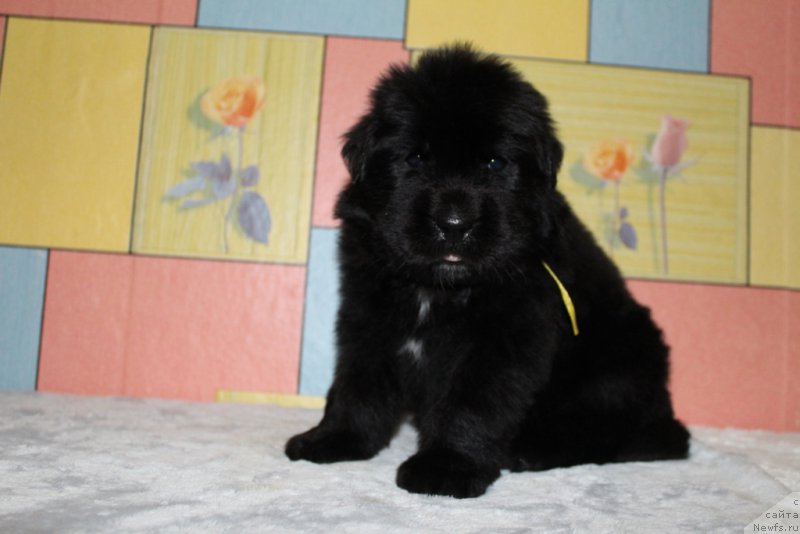 Фото: ньюфаундленд Экселент Бьюти