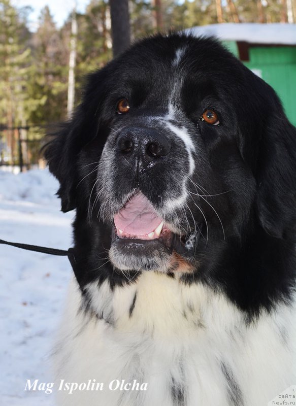 Фотография № 202381