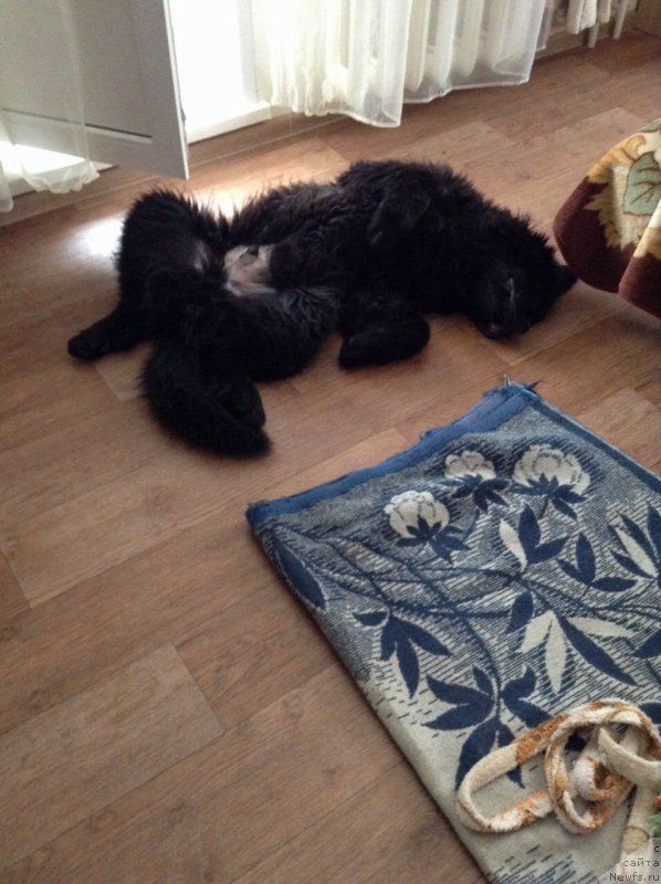 Фото: ньюфаундленд Остап Бендер из Антаграда