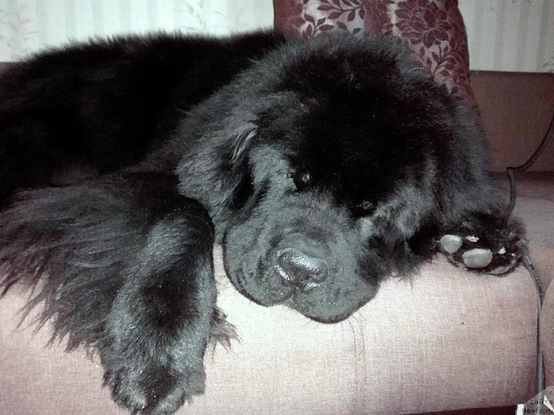 Фото: ньюфаундленд Черный Чанк с Берега Дона (Chernyj Chank s Berega Dona)