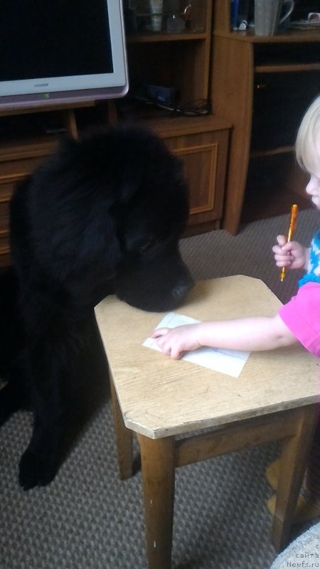 Фото: ньюфаундленд Белкондер-Клаб Бургунди Айс (Belkonder-Club Burgundy Ice)