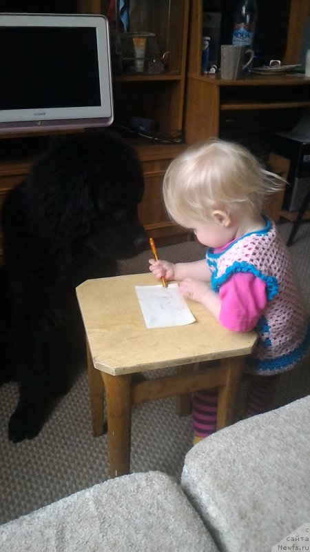 Фото: ньюфаундленд Белкондер-Клаб Бургунди Айс (Belkonder-Club Burgundy Ice)