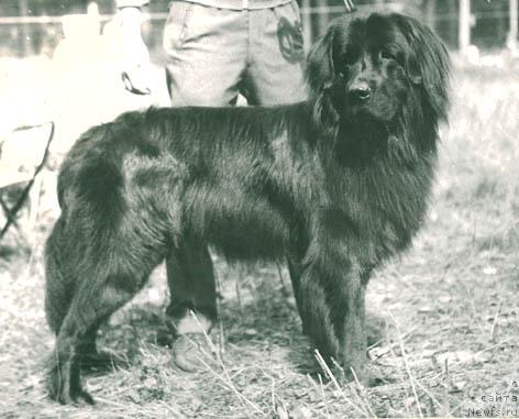 Фото: ньюфаундленд Сейги Отар