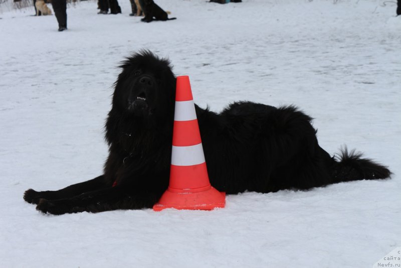 Фотография № 202412