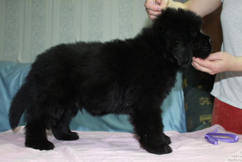 Фото: ньюфаундленд Эвенинг виз Ю