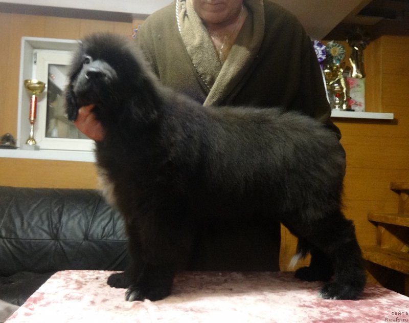 Фото: ньюфаундленд Ньюфорт Живанши