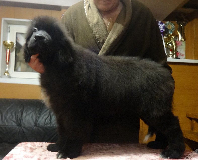 Фото: ньюфаундленд Ньюфорт Живанши