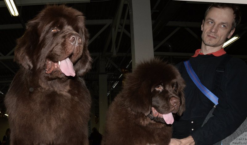 Фото: ньюфаундленд Фанньюф Атлантика (Funnewf Atlantika), ньюфаундленд I Follow The Sun de L'Etoile de Cyrice