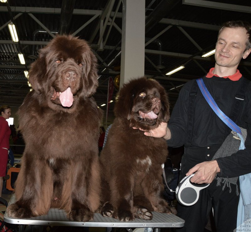 Фото: ньюфаундленд Фанньюф Атлантика (Funnewf Atlantika), ньюфаундленд I Follow The Sun de L'Etoile de Cyrice