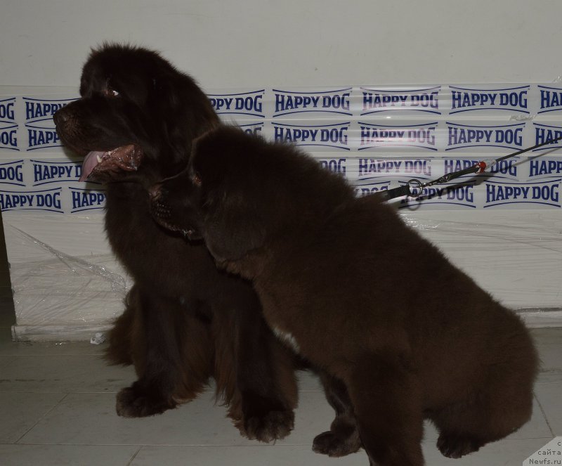 Фото: ньюфаундленд Фанньюф Атлантика (Funnewf Atlantika), ньюфаундленд I Follow The Sun de L'Etoile de Cyrice