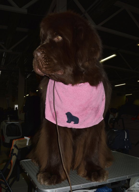 Фото: ньюфаундленд I Follow The Sun de L'Etoile de Cyrice