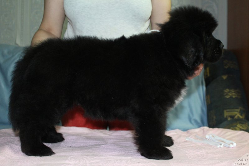 Фото: ньюфаундленд Эклипс Мун