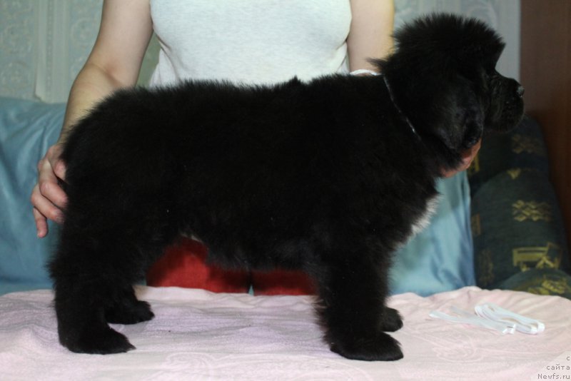 Фото: ньюфаундленд Эклипс Мун