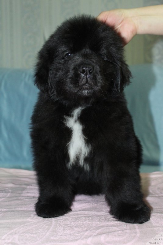 Фото: ньюфаундленд Эклипс Мун