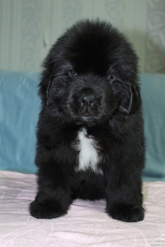 Фото: ньюфаундленд Эклипс Мун