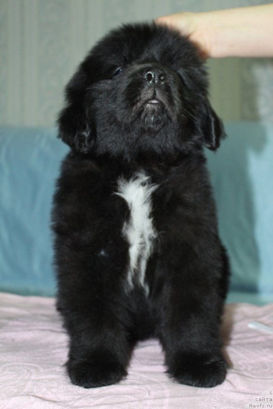 Фото: ньюфаундленд Эклипс Мун