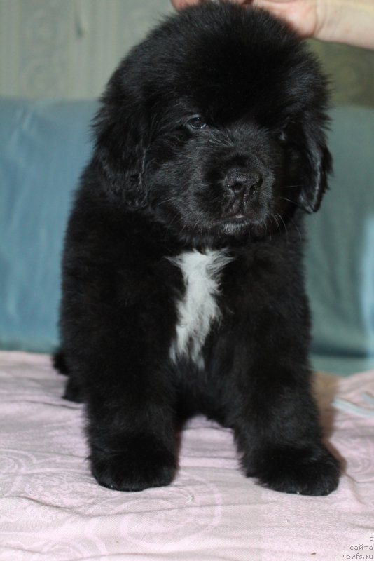 Фото: ньюфаундленд Эклипс Мун