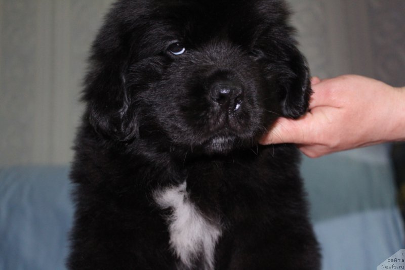 Фото: ньюфаундленд Эклипс Мун