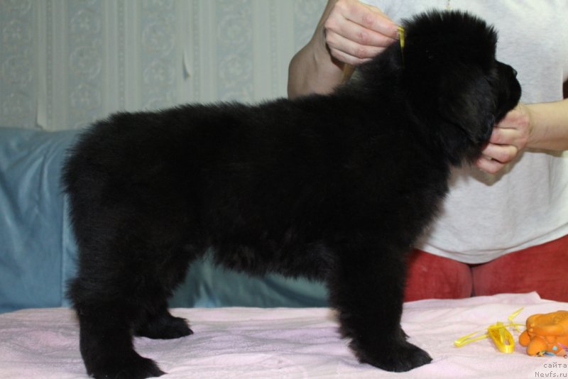 Фото: ньюфаундленд Экселент Бьюти