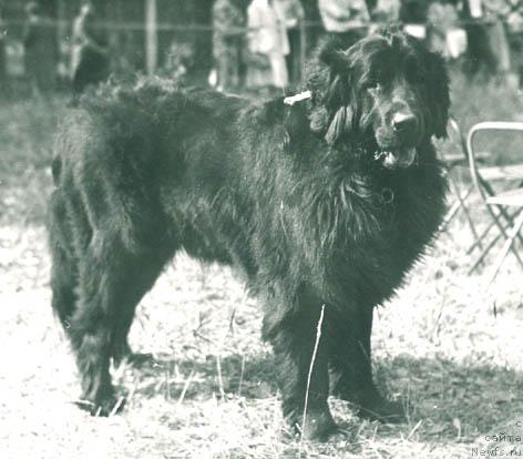 Фото: ньюфаундленд Ерджина Елина