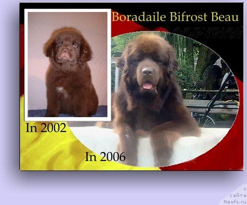 Фото: ньюфаундленд Boradailes Bifrost Beau