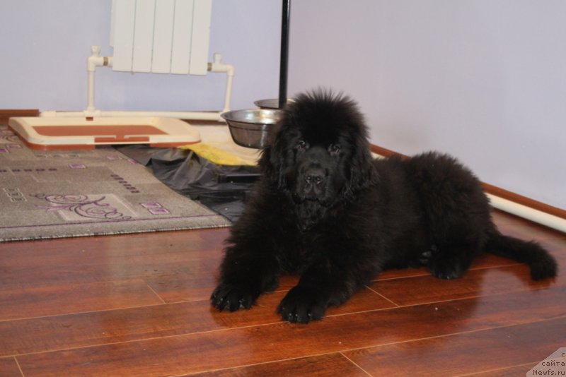 Фото: ньюфаундленд Эвенинг виз Ю