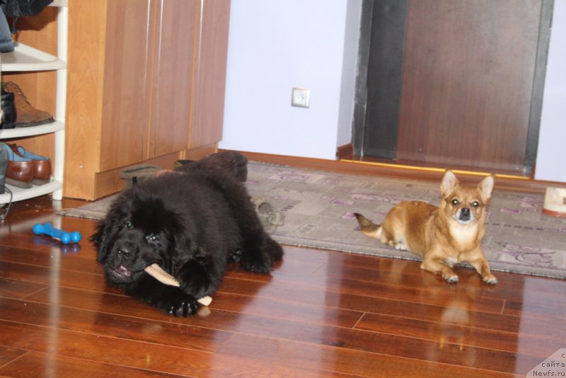 Фото: ньюфаундленд Эвенинг виз Ю