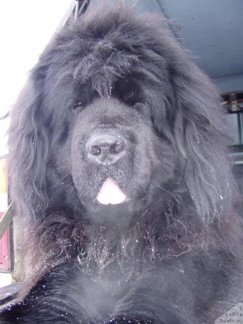 Фото: ньюфаундленд Leo vom Riesrand