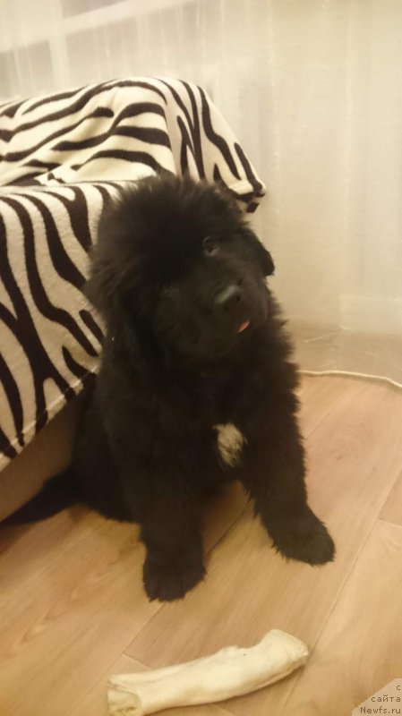 Фото: ньюфаундленд Эквалс зе Бест