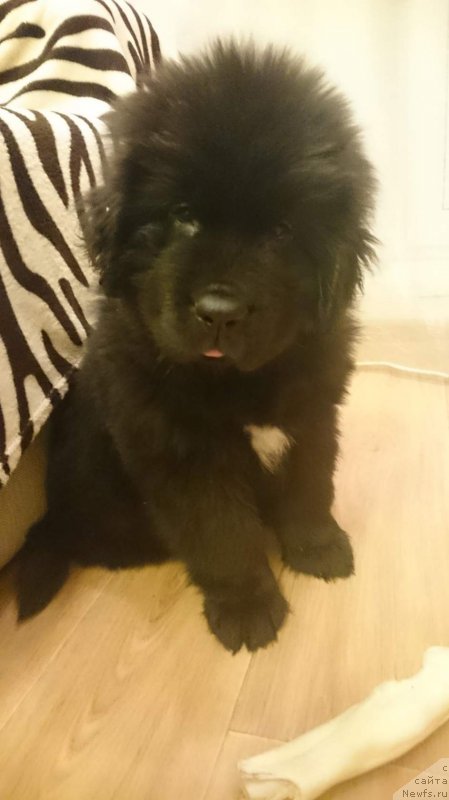 Фото: ньюфаундленд Эквалс зе Бест