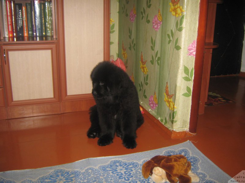 Фото: ньюфаундленд Энерги Океан