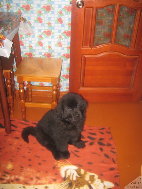 Фото: ньюфаундленд Энерги Океан