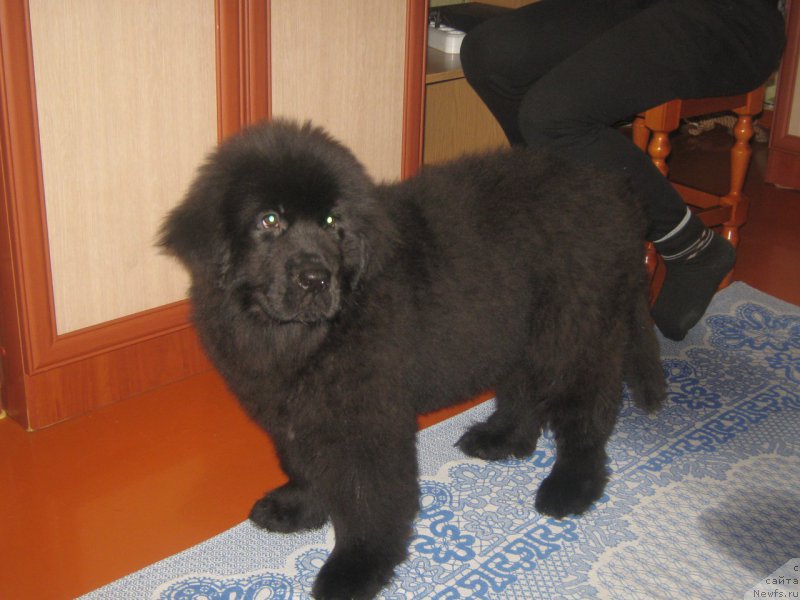 Фото: ньюфаундленд Энерги Океан