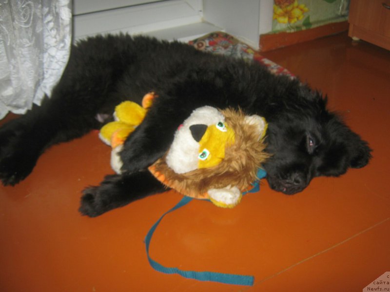 Фото: ньюфаундленд Энерги Океан