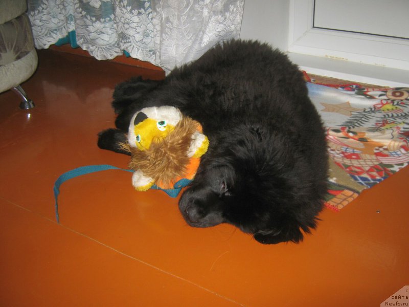 Фото: ньюфаундленд Энерги Океан